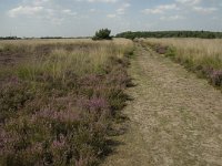 NL, Limburg, Weert, Boshoverheide 16, Saxifraga-Jan van der Straaten